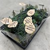 KALANCHOE 12 CM WILD ALIGATOR 1X8